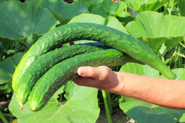 Big cucumber in a hand of farmer — Stock Photo, Image