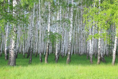 Birch grove clipart