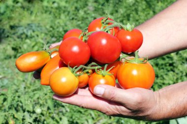 Several tomato in a hand of farmer clipart