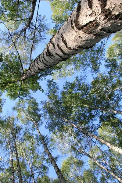 Sky in a birch grove — Stock Photo, Image