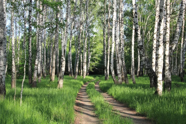 Estrada em um bosque de vidoeiro — Fotografia de Stock