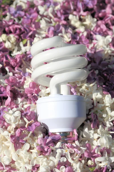 Light bulb, lying on the flowers of lilac — Stock Photo, Image
