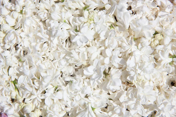 Bela moldura de flores brancas lilás — Fotografia de Stock