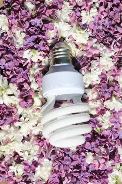 Glödlampa, liggande på lila blommor — Stockfoto