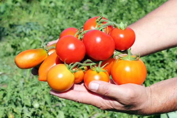 stock image Several tomato in a hand of farmer