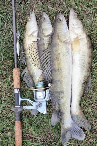 Fishing catch - zander — Stock Photo, Image