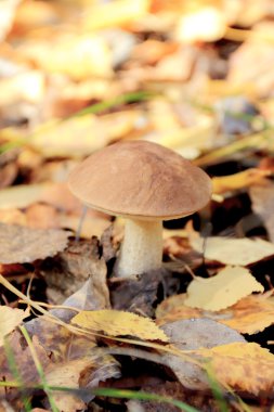 Boletus düşen sarı yapraklar arasında