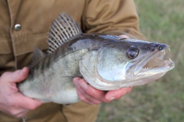 а zander in а hand of a fisherman clipart