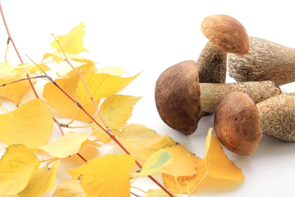 stock image Several brown cap boletus and twig of birch