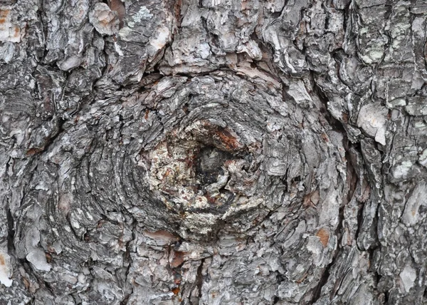 木からのテクスチャ — ストック写真