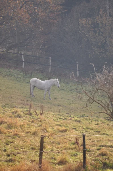 Paard in het veld. — Stockfoto