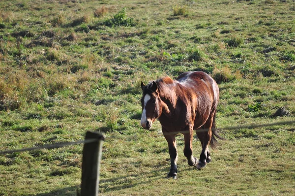 Pferd auf dem Feld. — Stockfoto