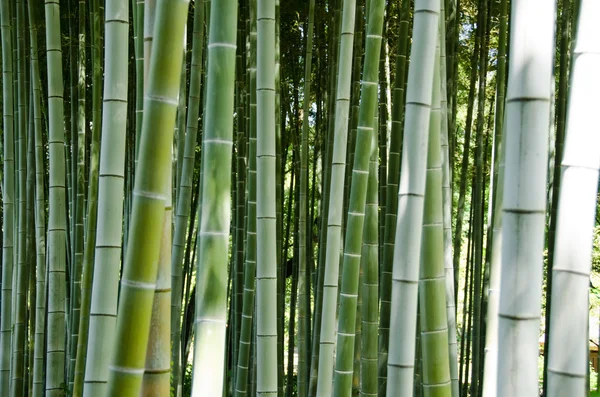 Green bamboo forest background — Stock Photo, Image