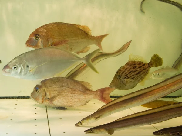 Pescado en un restaurante japonés —  Fotos de Stock