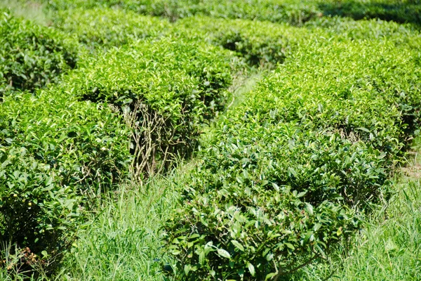 Японський зелений чай рослини — стокове фото