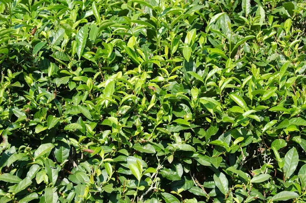 Japońska herbata zielona roślina — Zdjęcie stockowe