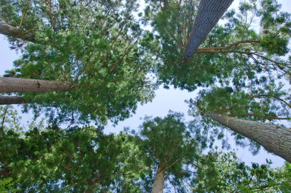 Wald von unten gesehen — Stockfoto
