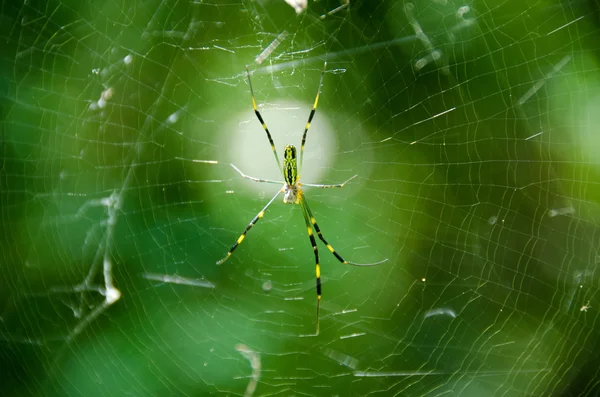 Spider, Nephila clavata — Stock Photo, Image