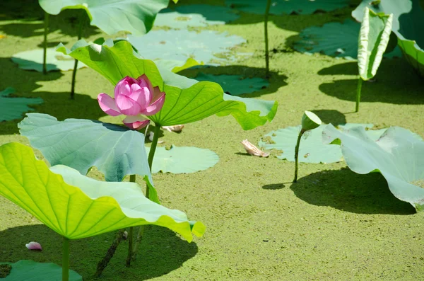 Hermosa flor de loto rosa — Foto de Stock