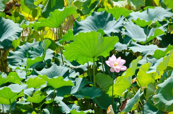 Schöne rosa Lotusblume — Stockfoto