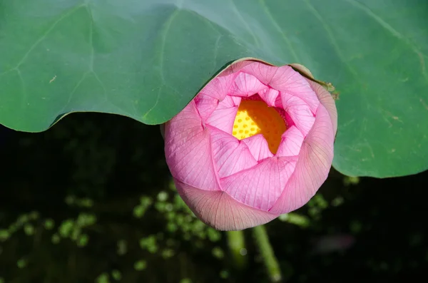 Bela flor de lótus rosa — Fotografia de Stock