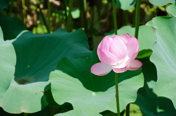 Beautiful pink lotus flower — Stock Photo, Image