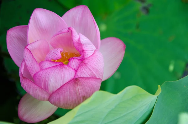 Frumoasa floare de lotus roz — Fotografie, imagine de stoc