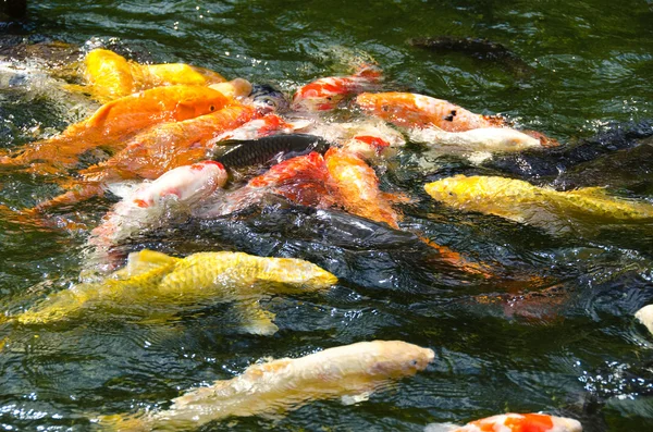 水で泳いでいる日本の鯉 — ストック写真