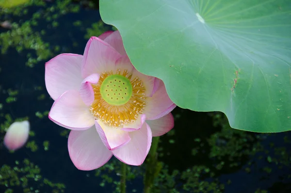 Schöne rosa Lotusblume — Stockfoto