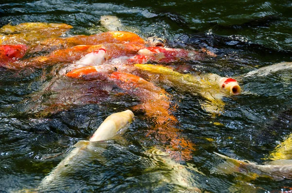 Japanse koi zwemmen in water — Stockfoto