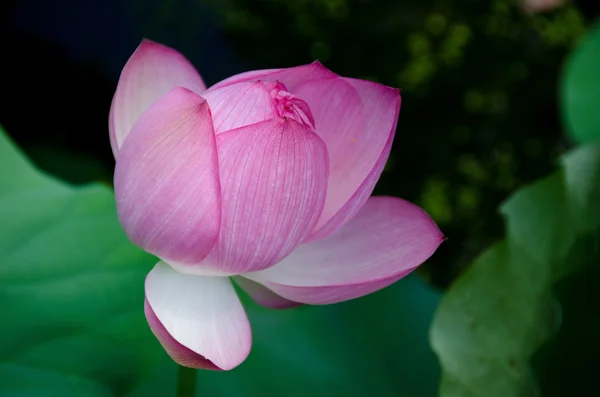 Vacker rosa lotusblomma — Stockfoto