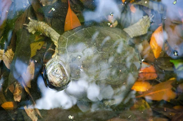 Japanska dammen sköldpadda — Stockfoto