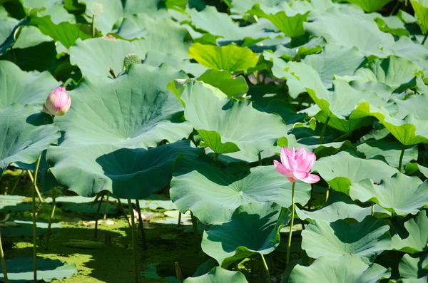 Schöne rosa Lotusblüten — Stockfoto