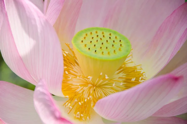 美丽的粉红莲花 — 图库照片