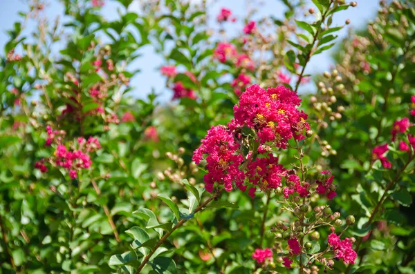 Punaiset kukat Lagerstroemia indica, Crape myrtti tai kreppa myrtti — kuvapankkivalokuva