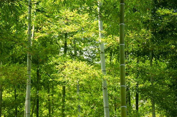 Bambuskog — Stockfoto