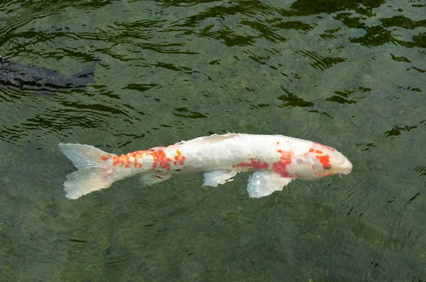 水で泳いでいる日本の鯉 — ストック写真