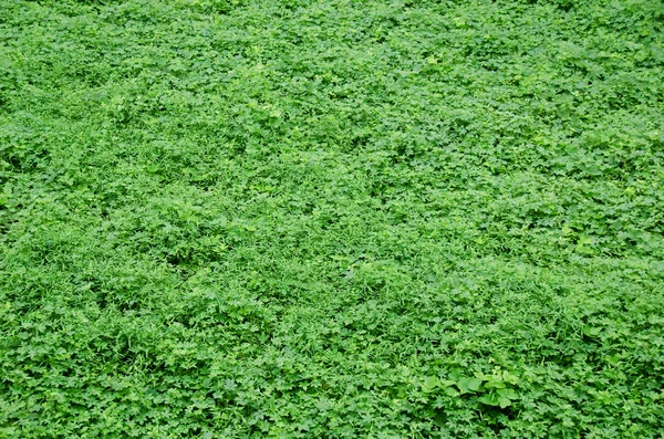 Naturlig grön bakgrund — Stockfoto
