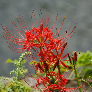 Red spider lily, Lycoris radiata clipart