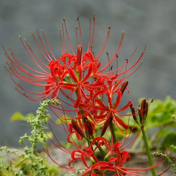 红色的蜘蛛百合、 石蒜 — 图库照片