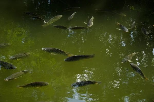 Vissen in het water — Stockfoto