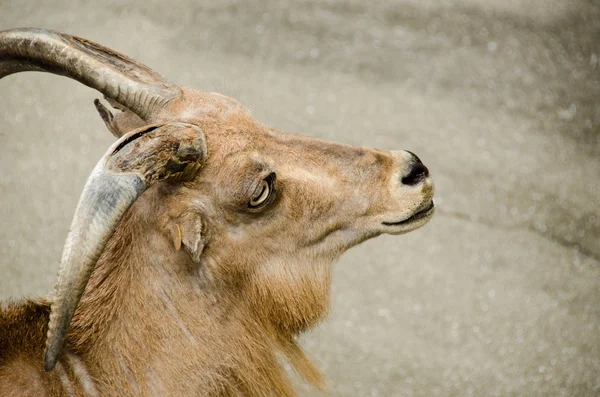Head of a wild goat — Zdjęcie stockowe