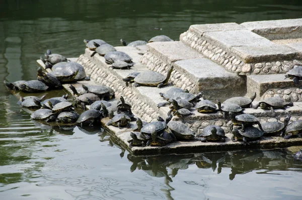 Turtles on stairs in a temple — Stock Photo, Image