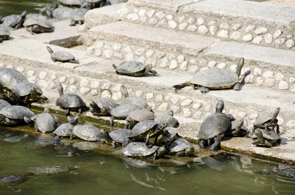 Turtles on stairs in a temple — Stock Photo, Image