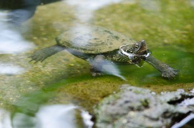 Chinese pond turtle, Mauremys reevesii clipart