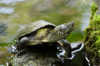 Chinese pond turtle, Mauremys reevesii clipart