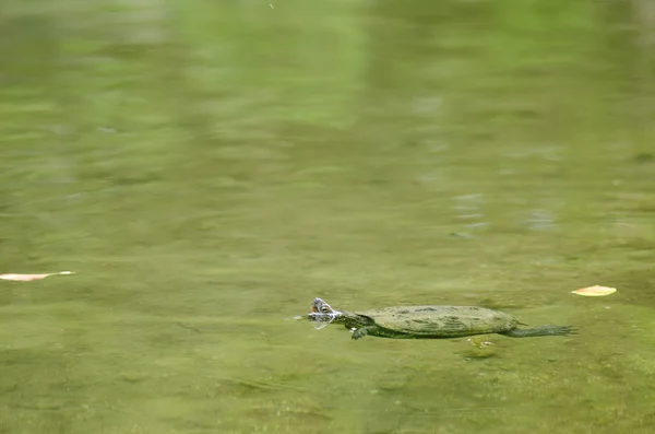 Черепаха Рівза, reevesii водяні черепахи — стокове фото