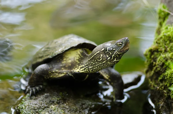 Chinese pond turtle, Mauremys reevesii — Stock Photo, Image