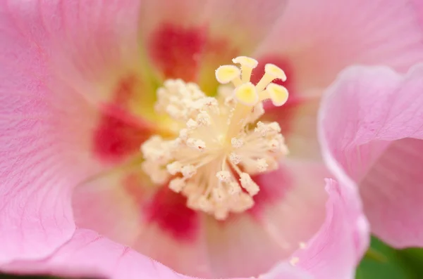 Detalhe de uma flor de hibisco rosa — Fotografia de Stock