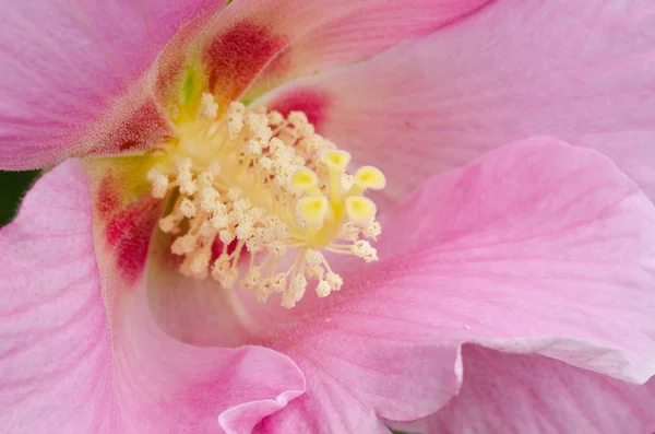 Detalii despre o floare de hibiscus roz — Fotografie, imagine de stoc